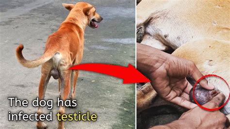 dogs balls turning black|epididymitis in dogs.